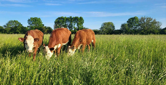 Welcome to Honest Pastures Farm – Where Local and Quality Meat Meet!