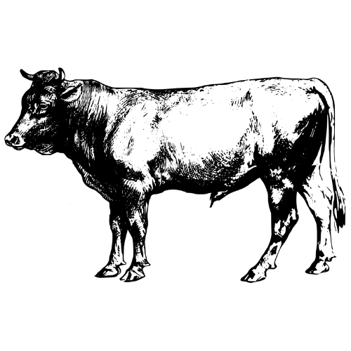 Whole Grass Finished Beef