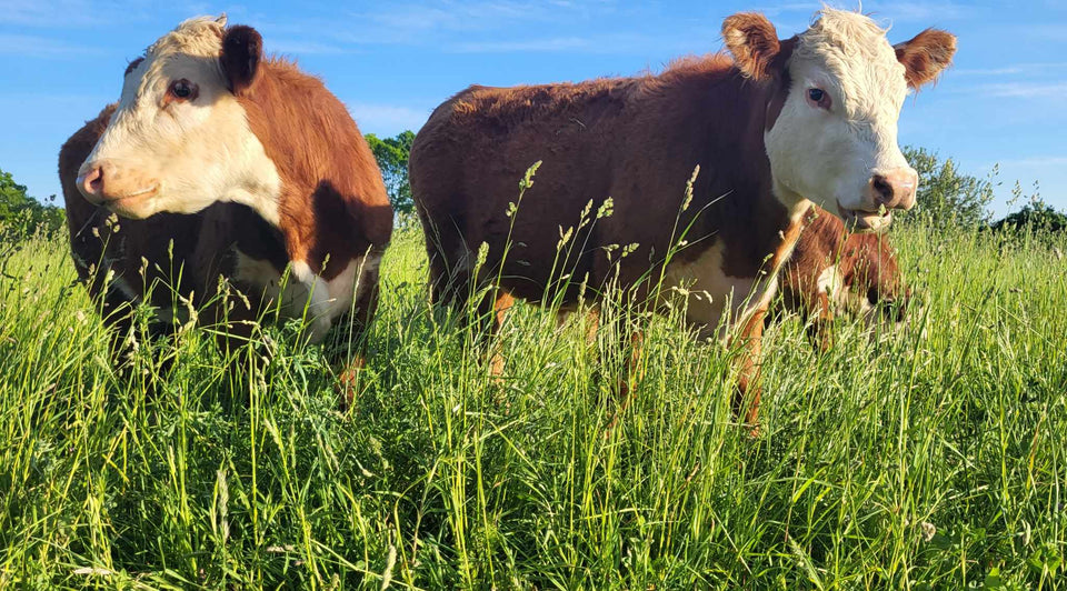 What is Regenerative Agriculture and Why it Matters